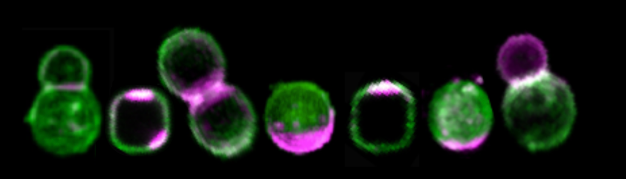 Demixing on curved surfaces