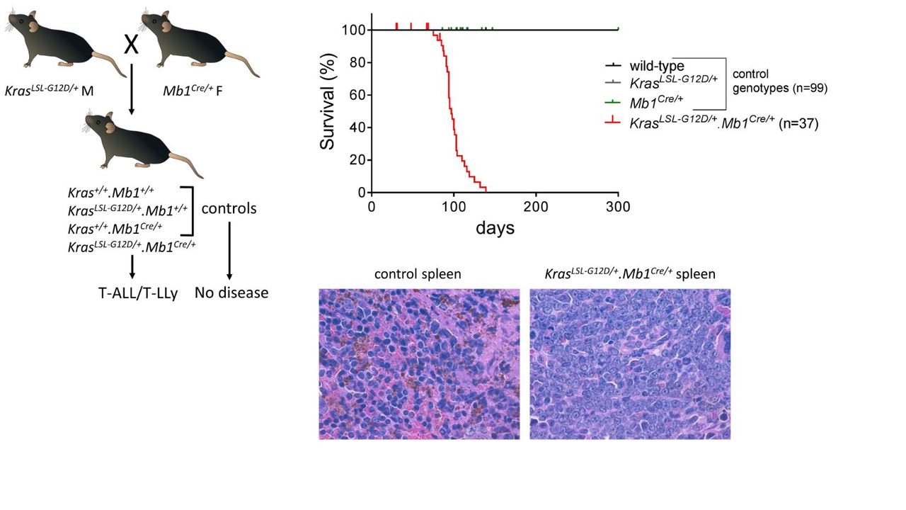 A new mouse model of Kras mutation-driven T-ALL