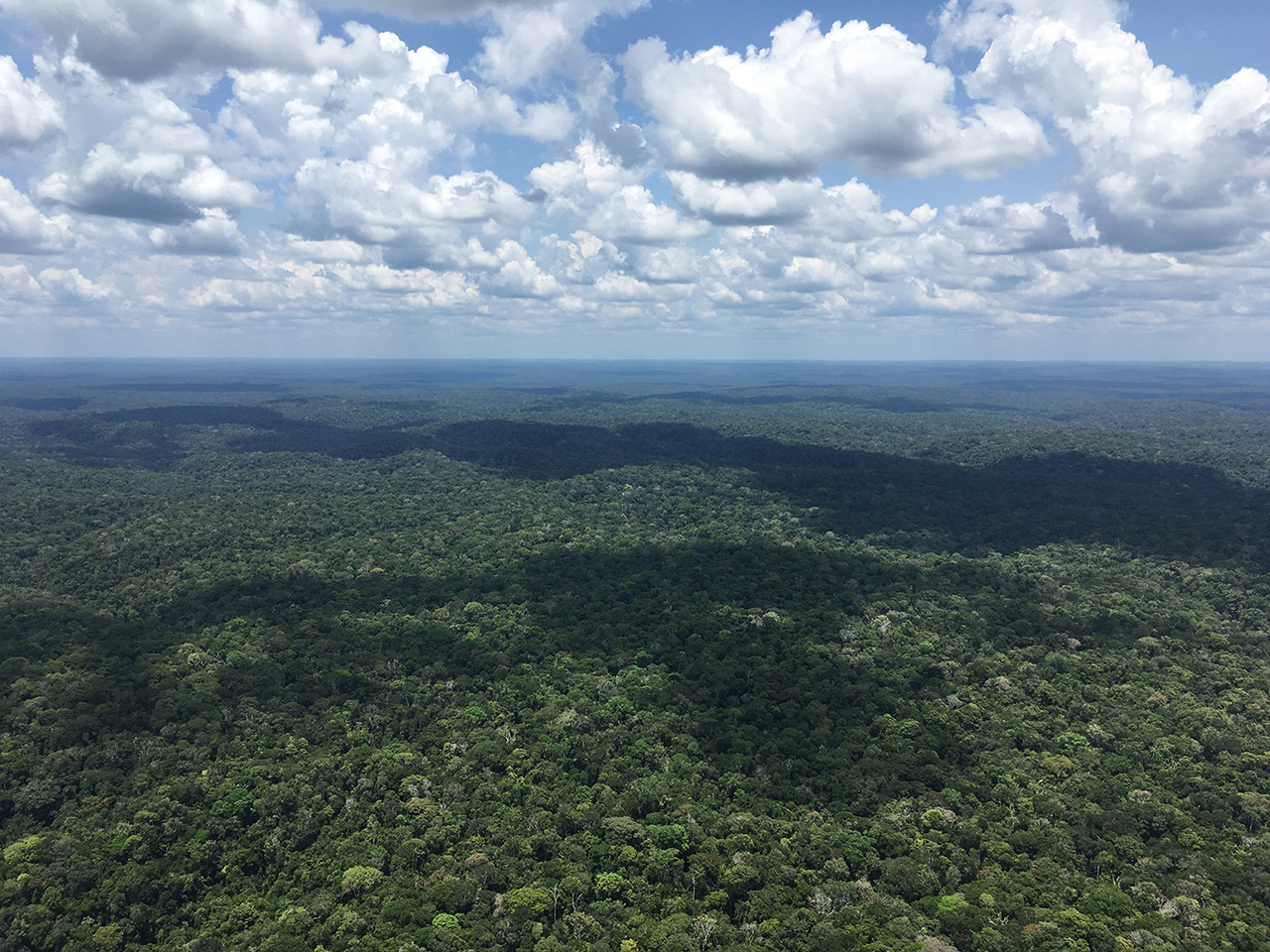 Fingerprinting sources of emissions of volatile organic compounds in the Amazonian rain forest
