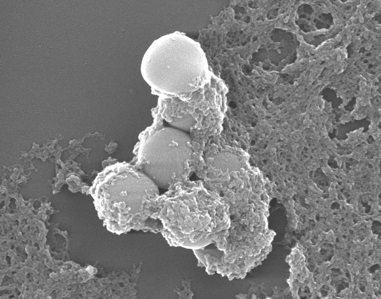 For killing bad bugs, two stones are better than one