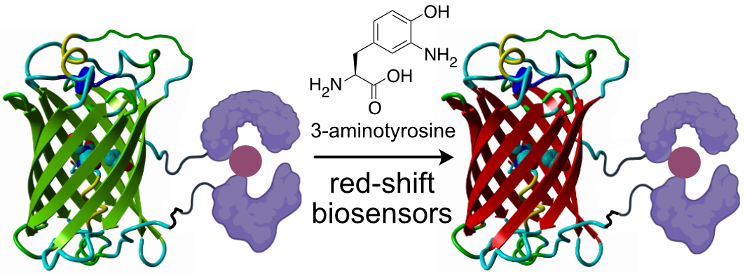 Red fluorescent biosensors are only one simple step away!