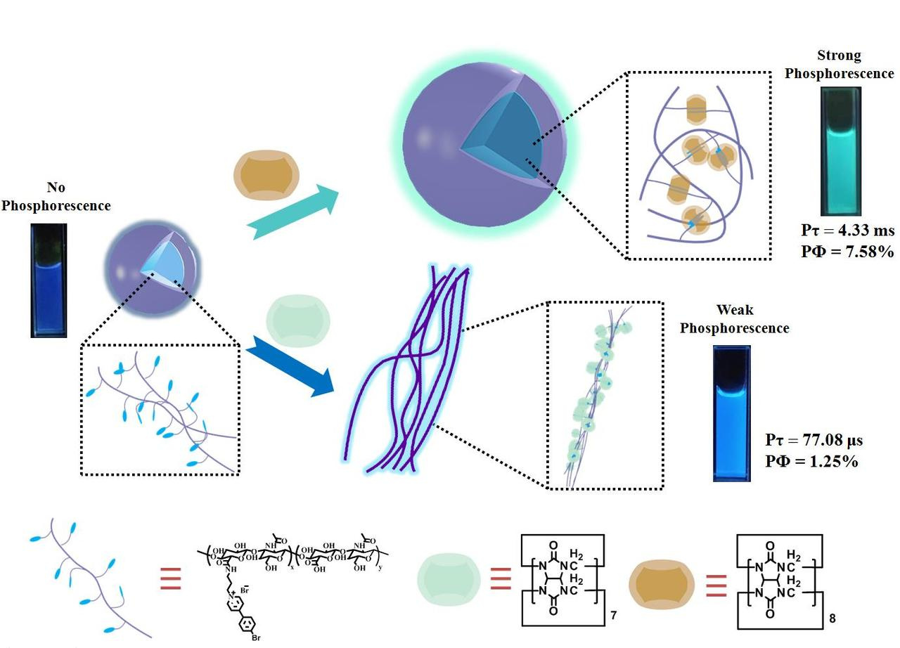 Ultralong Purely Organic Aqueous Phosphorescence Supramolecular Polymer for Targeted Tumor Cell Imaging