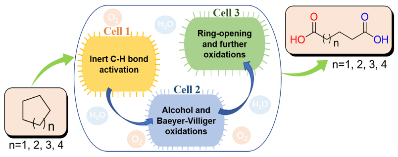 Transforming inert cycloalkanes into α,ω-Dicarboxylic acids with designed microbial consortia