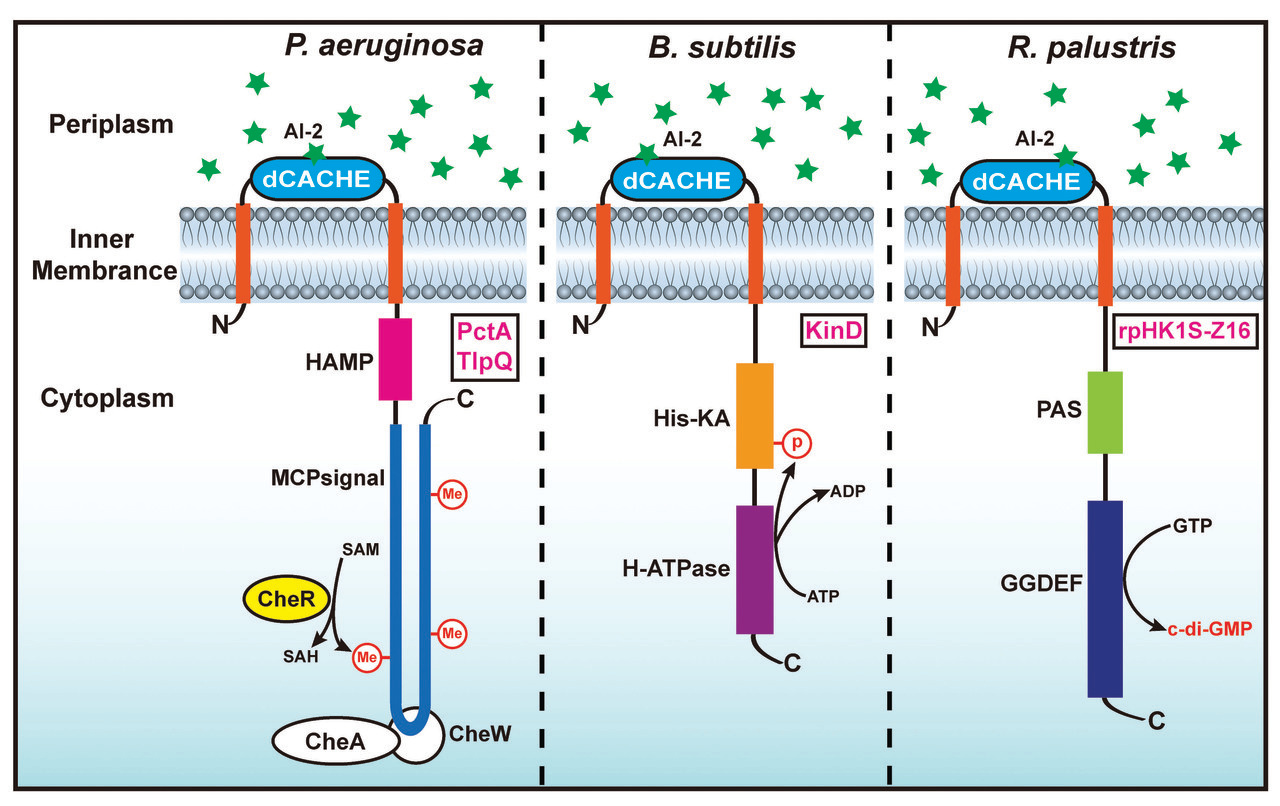 Understanding how bacteria talk to each other using autoinducer-2