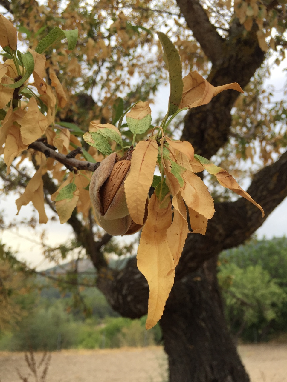 When plant pathology encounters palaeontology 