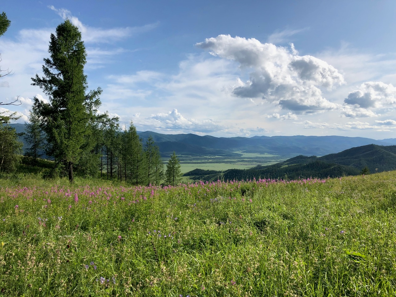 The Eurasian boreal forest may not be ready for future heat waves