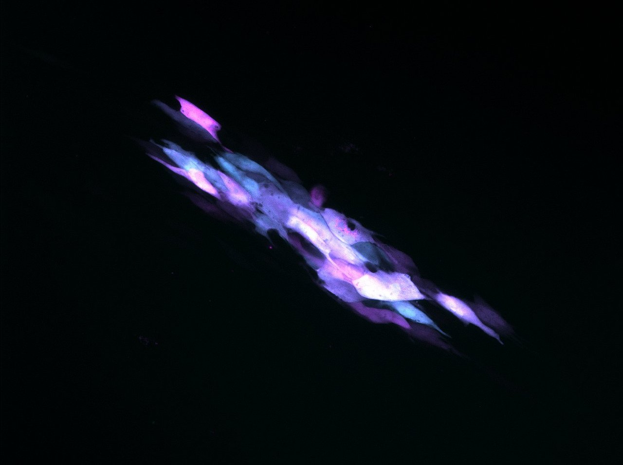 Viral gene drive in herpesviruses