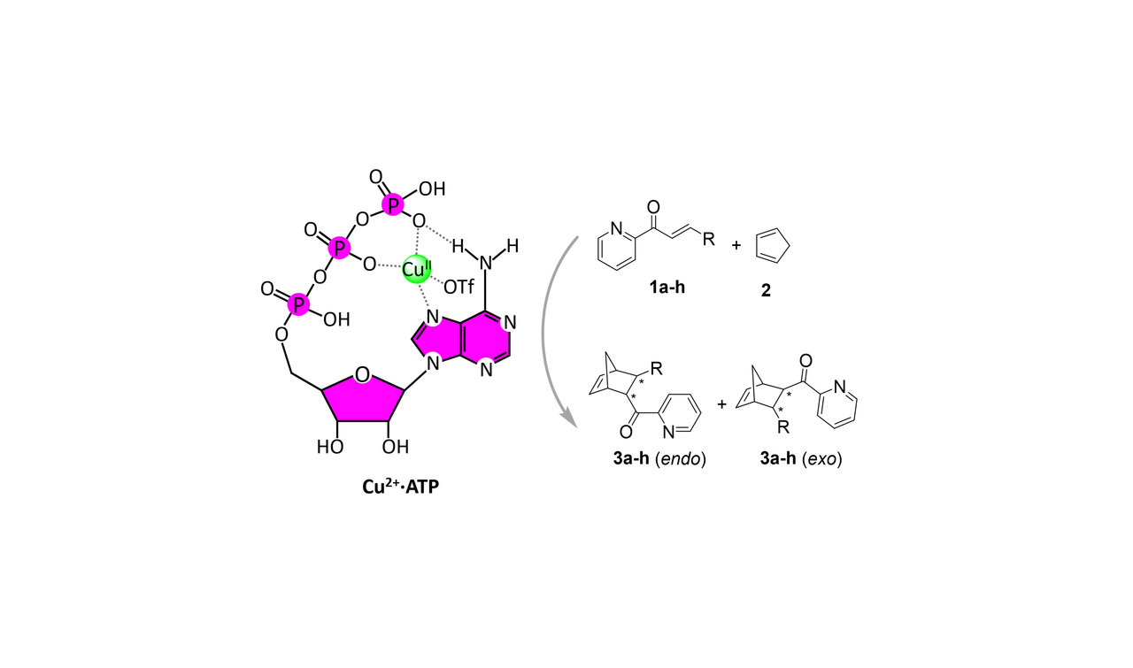 Enantioselective catalytic activity of a Cu(II)–ATP complex