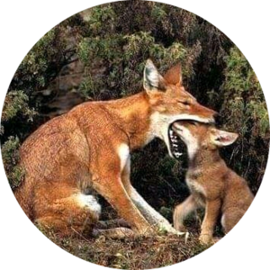 Go to the profile of Fekadu