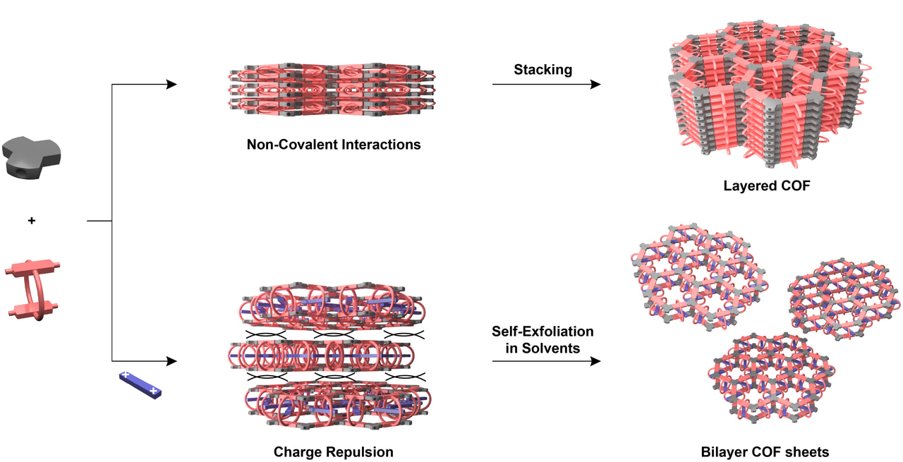 Precise Exfoliation of Covalent Organic Framework Monolayers and Bilayers