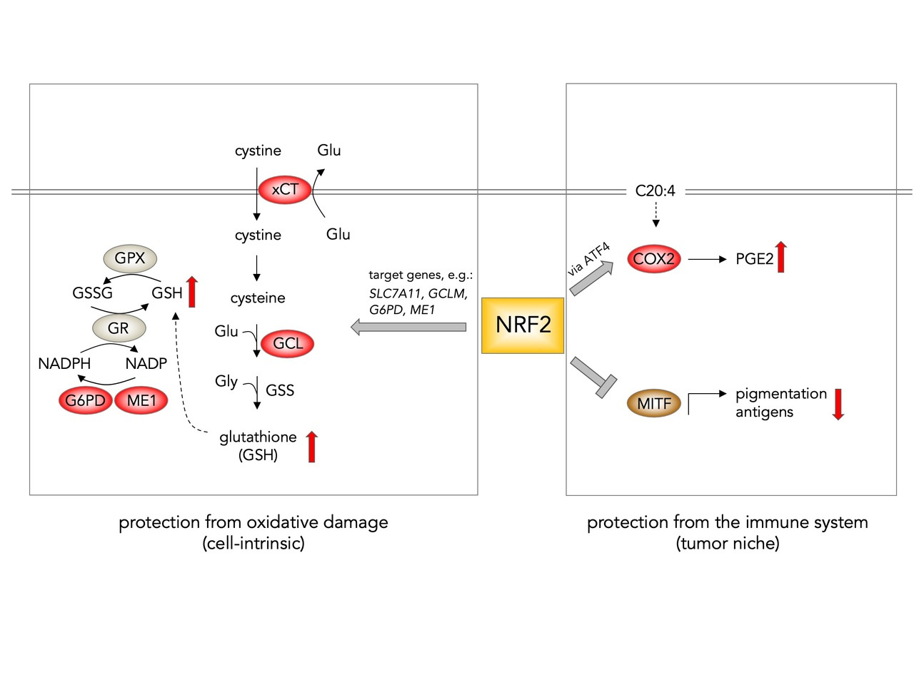 NRF2 combines antioxidant and immune-evasive effects in melanoma