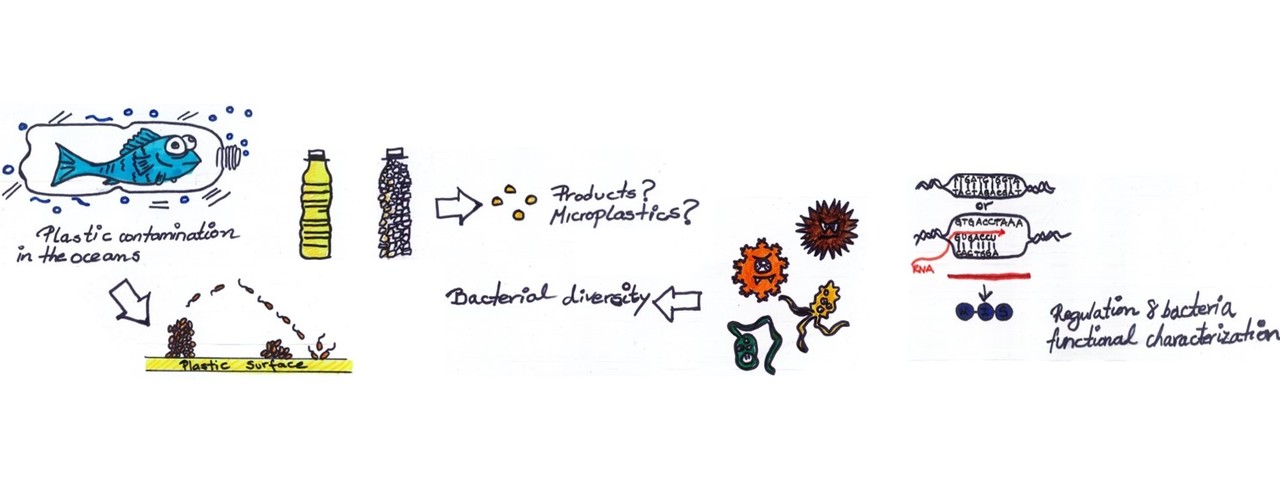 Marine bacteria and biodegradable plastics: synergy is the key