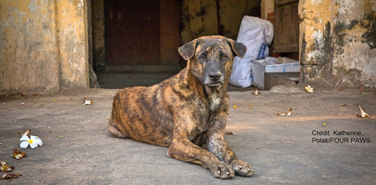 Selfish mitochondrial tricks in a canine contagious cancer