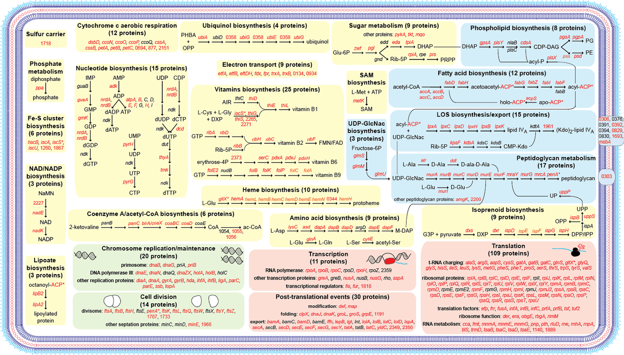 NeMeSys 2.0: a complete collection of mutants in one of the most feared human bacterial pathogens