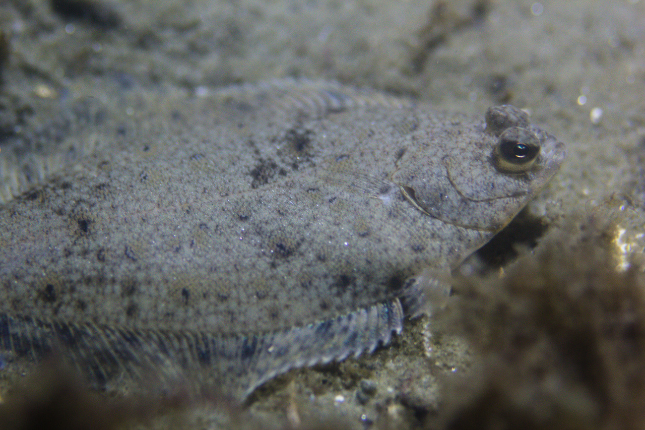 Sticky fish in a changing climate