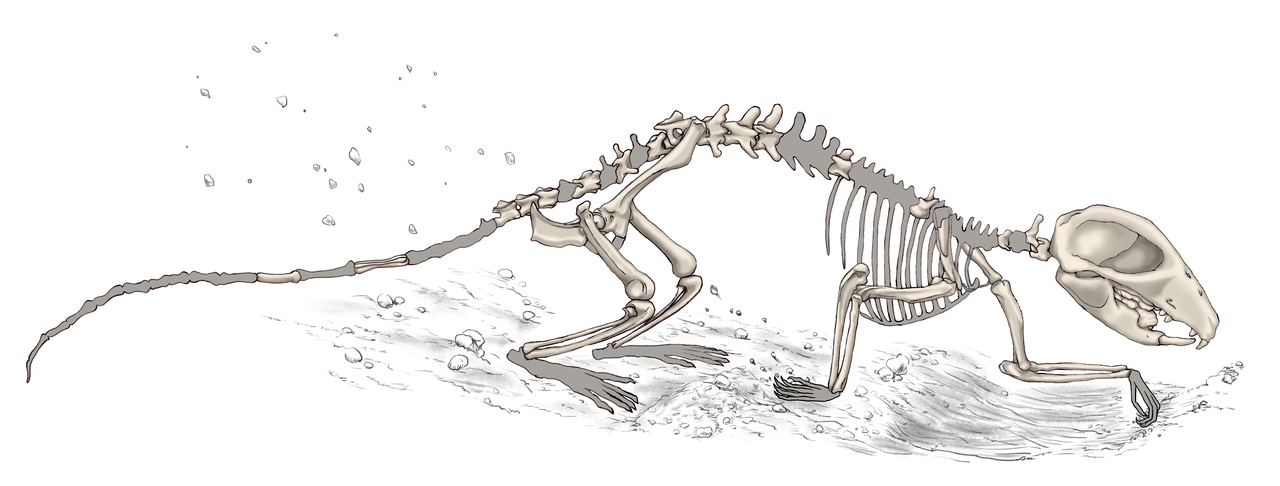 Mammals were socializing in the shadows of the dinosaurs
