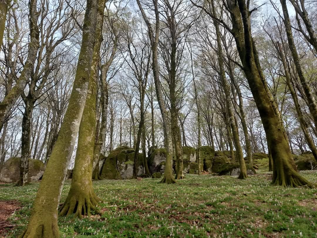 Modeling Forest Growth in a Changing Climate: Addressing the "Chicken-and-Egg" Paradox of Cause and Consequence