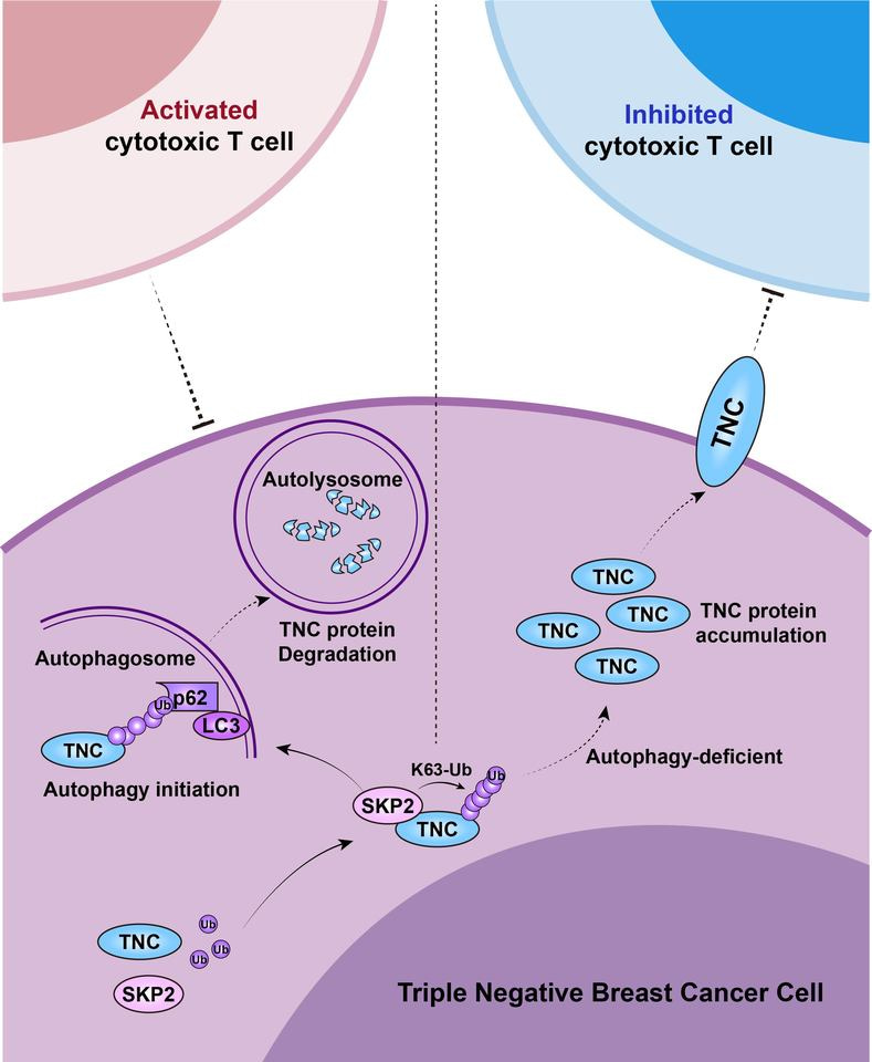 Behind the Paper: Tenascin-C is a key molecule involved in immune escape of autophagy-deficient triple negative breast cancer 