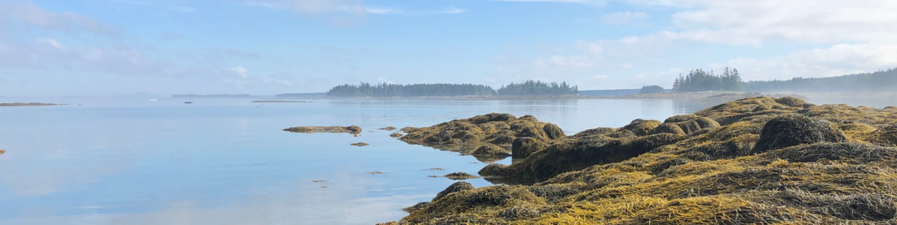 The collapse of an intertidal food web