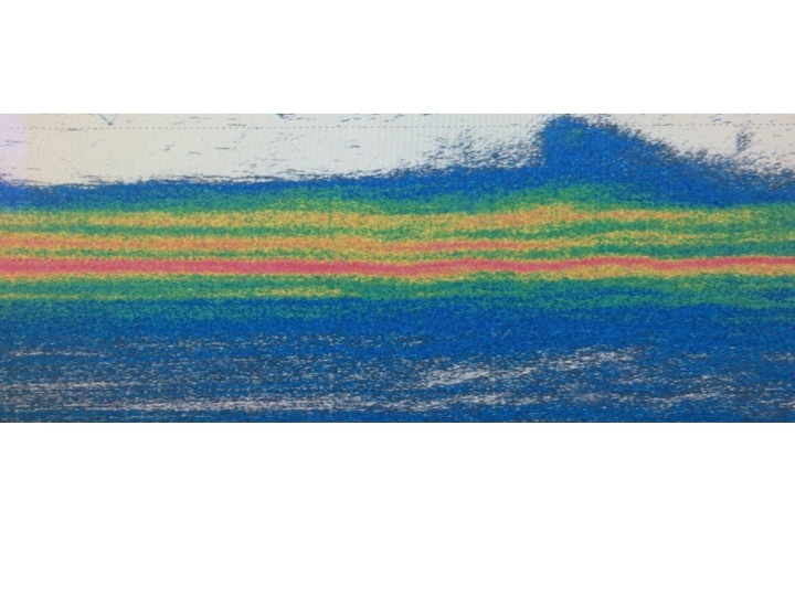 Carbon sequestration fueled by a ladder of vertical migration in the ocean