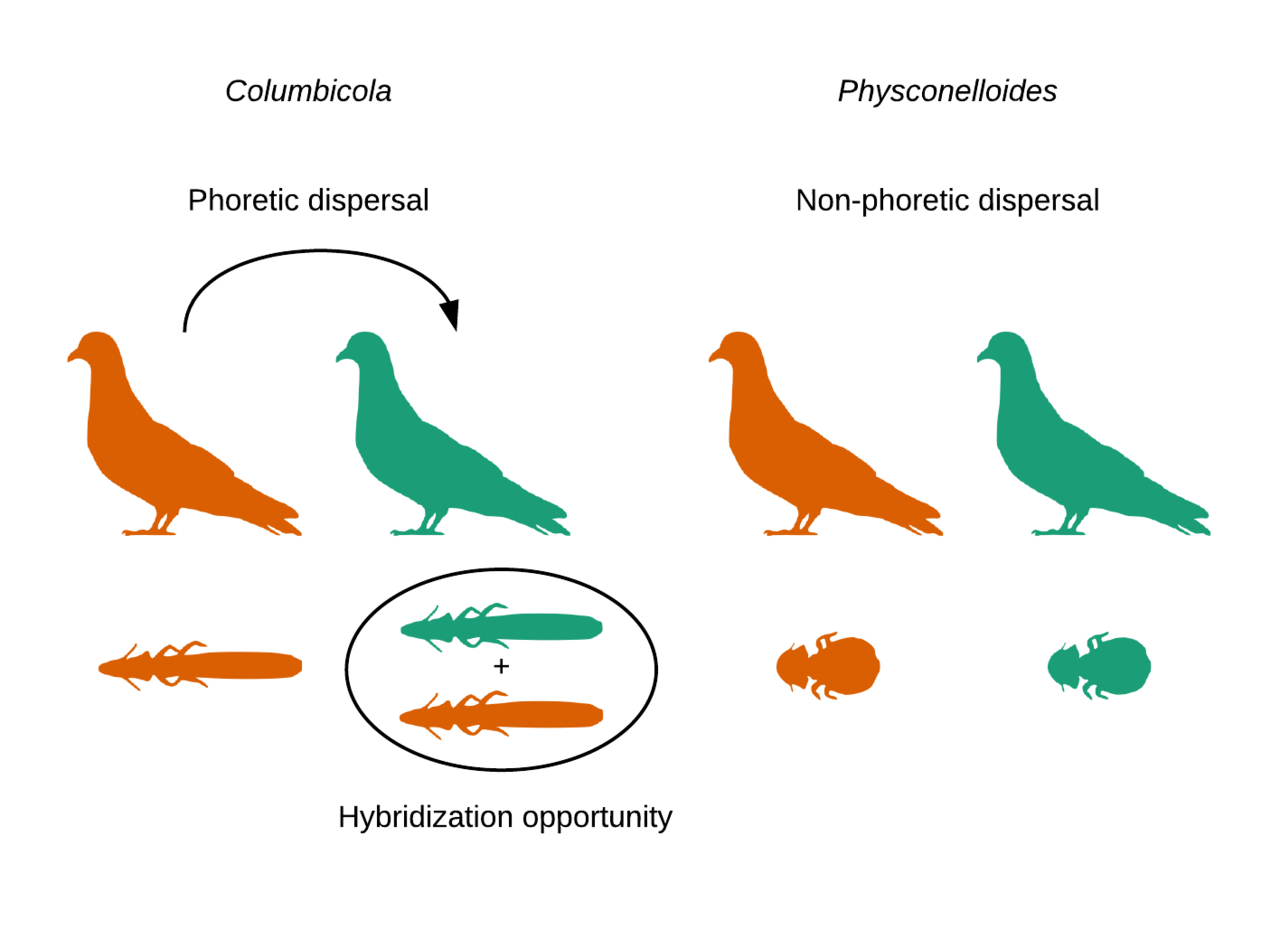 Parasite dispersal and introgression