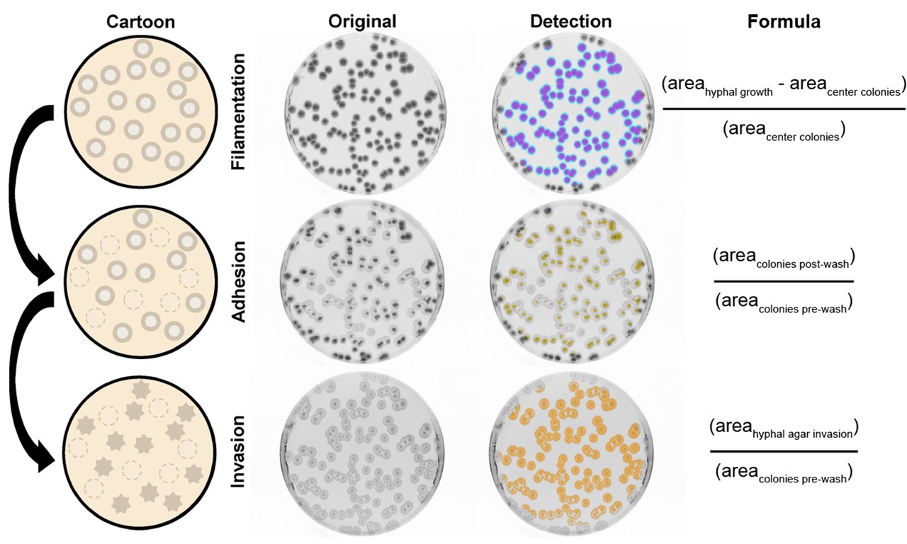 Providing space for student-led initiative facilitates creative solutions