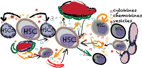 The covert lives of HSCs
