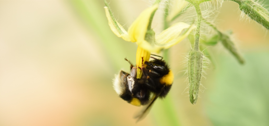 Annotating regulatory sequences in the genome of an important pollinator