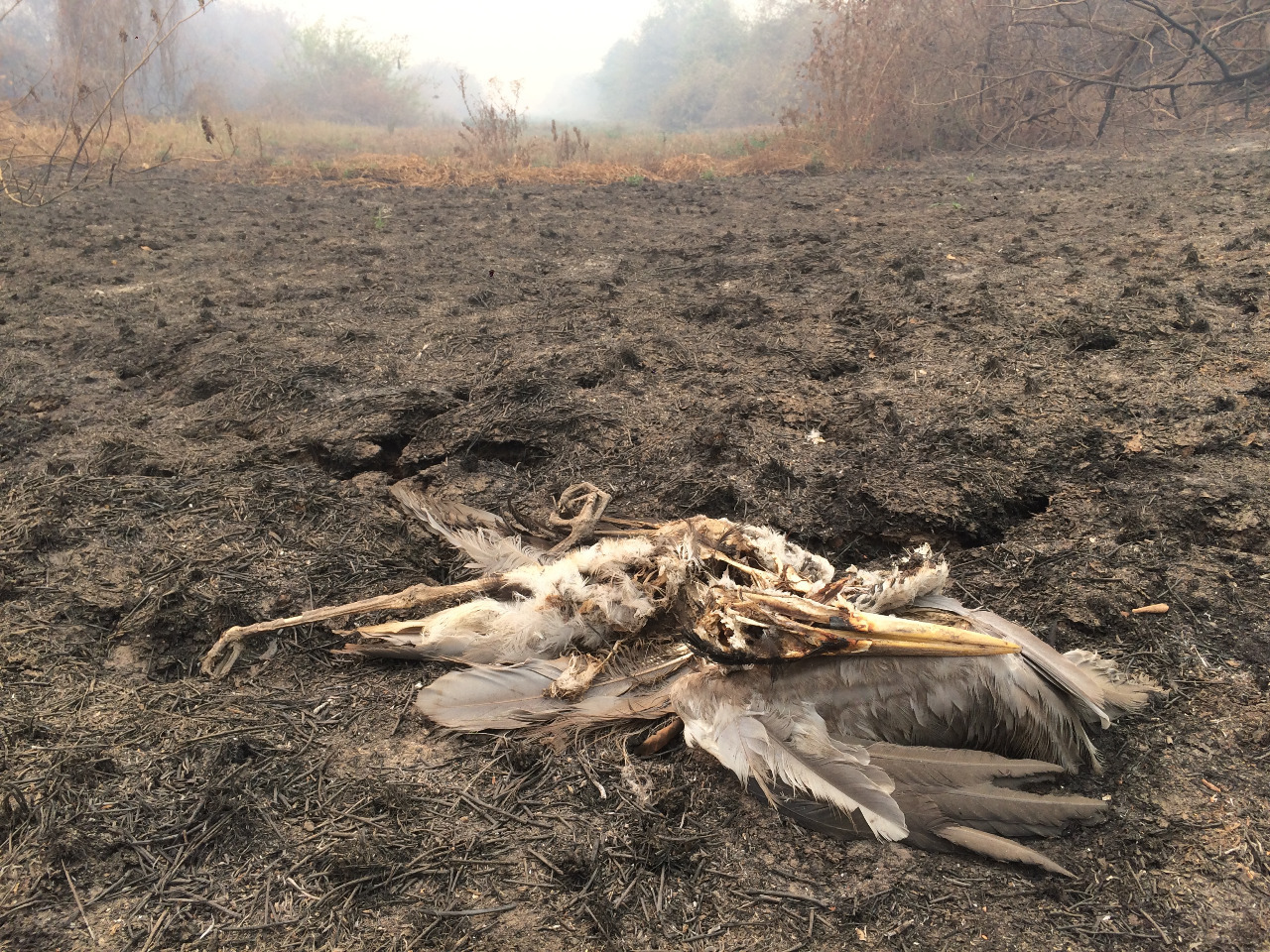 Brazil's biomes threatened: President Bolsonaro lied to the world