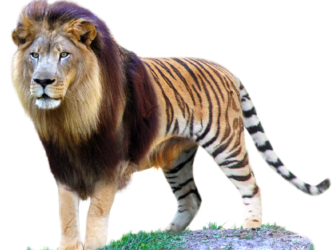 Computational Integration of Heterogeneous Single-Cell Datasets