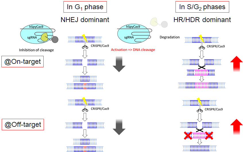 Use of a clustered regularly interspaced short palindromic repeats (CRISPR) inhibitor and a cell cycle responsive domain makes genome editing more precise