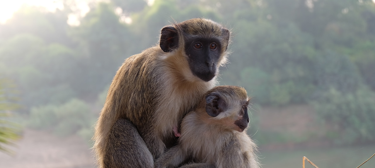 After the Paper | We studied the vocal communication of monkeys using a drone