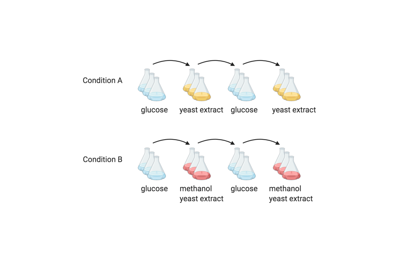 Awakening methanol metabolism in Saccharomyces cerevisiae