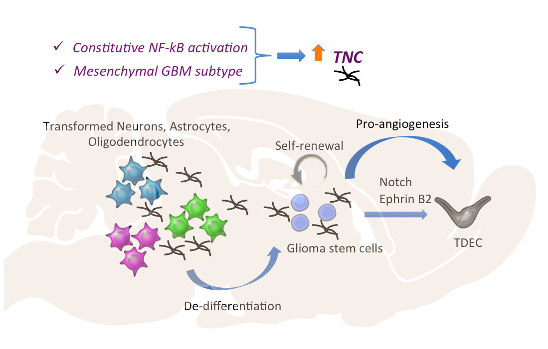 Tenascin C promotes cancer cell plasticity in mesenchymal glioblastoma