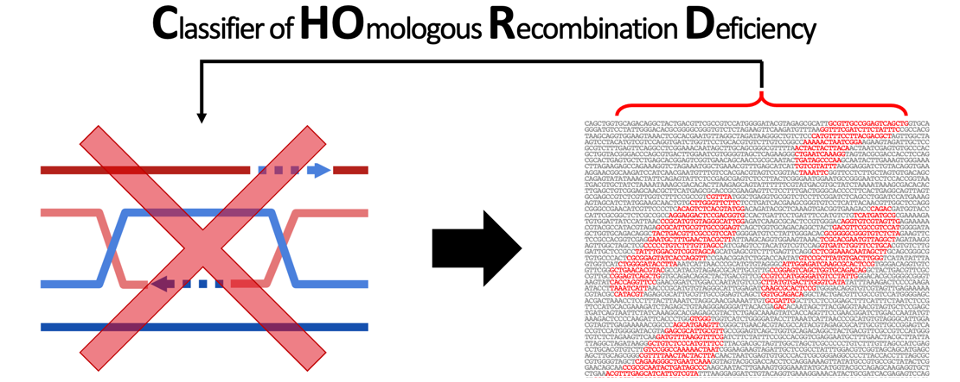 CHORD: an easy-to-use scar-based Classifier of HOmologous Recombination Deficiency