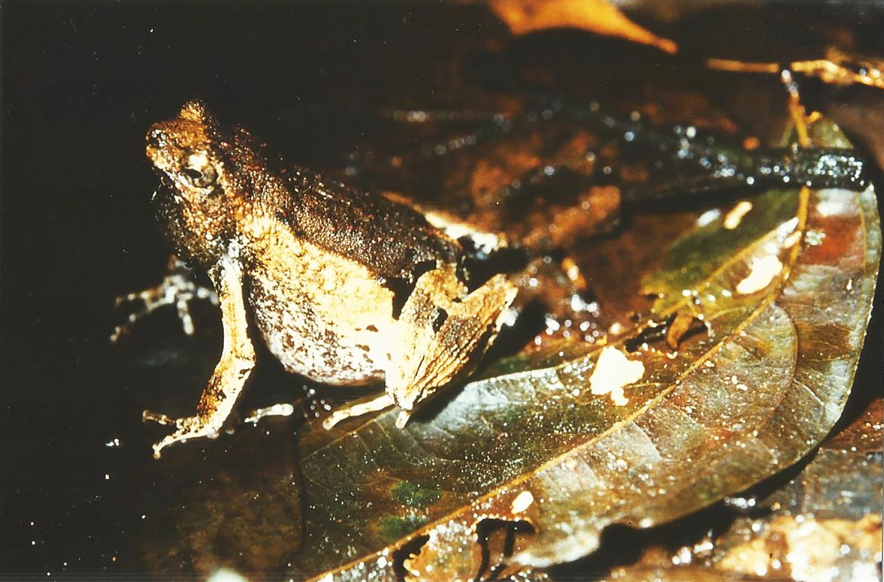 Sex chromosome evolution in frogs – helpful insights from chromosome painting in the genus Engystomops
