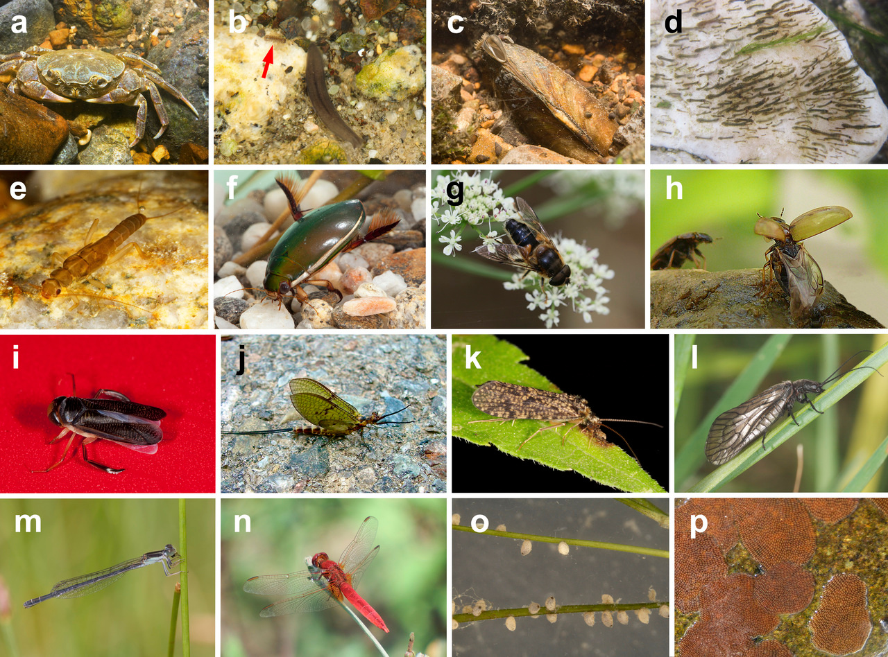 DISPERSE: a trait database to assess the dispersal potential of European aquatic macroinvertebrates 