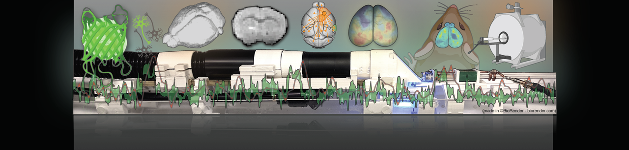 Simultaneous optical imaging and fMRI: Examining concert neural activity in the cortex and the whole brain BOLD signal