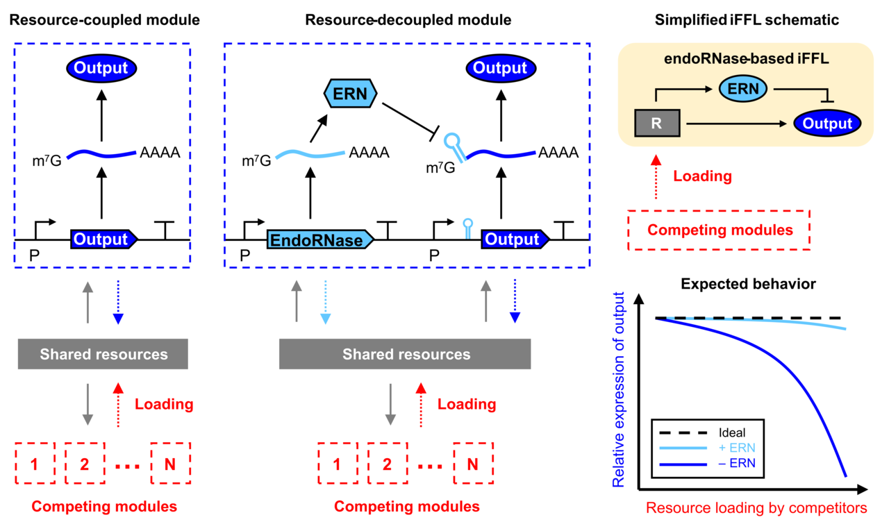 Freeing genetic circuits from the messy cellular context