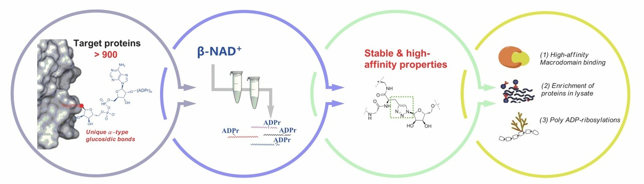 Can the well-defined ADP-ribosylated peptides be made in a simple way?