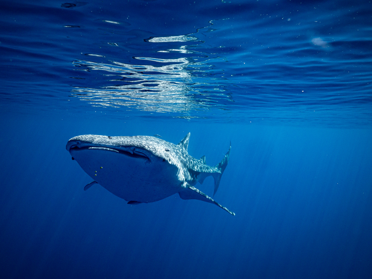 Lessons learned from starting my own conservation organisation