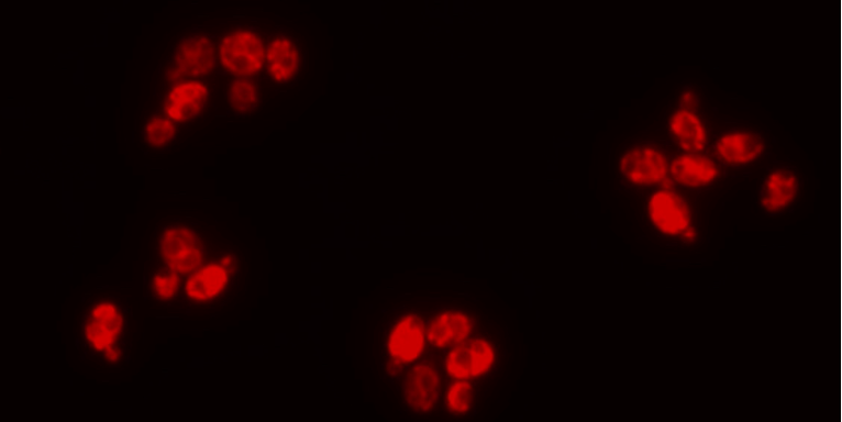 Killing one bird with two stones: a combinatorial approach for fighting drug-resistant fungi