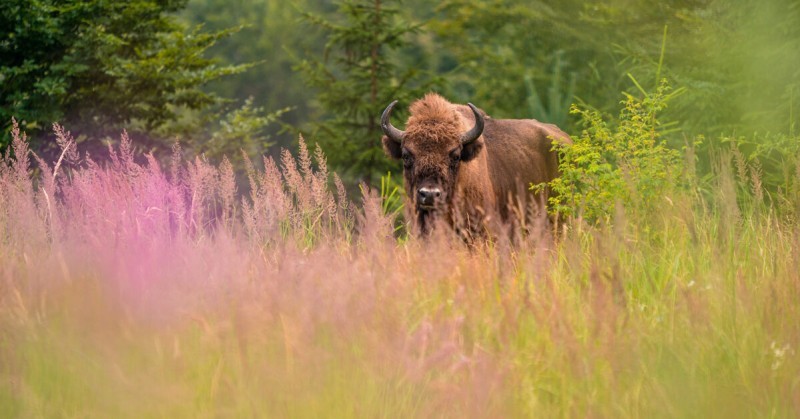 JOB ALERT! 𝗥𝗲𝘄𝗶𝗹𝗱𝗶𝗻𝗴 𝗘𝘂𝗿𝗼𝗽𝗲 𝗶𝘀 𝗹𝗼𝗼𝗸𝗶𝗻𝗴 𝗳𝗼𝗿 𝗮 𝗛𝗲𝗮𝗱 𝗼𝗳 𝗟𝗮𝗻𝗱𝘀𝗰𝗮𝗽𝗲𝘀!
