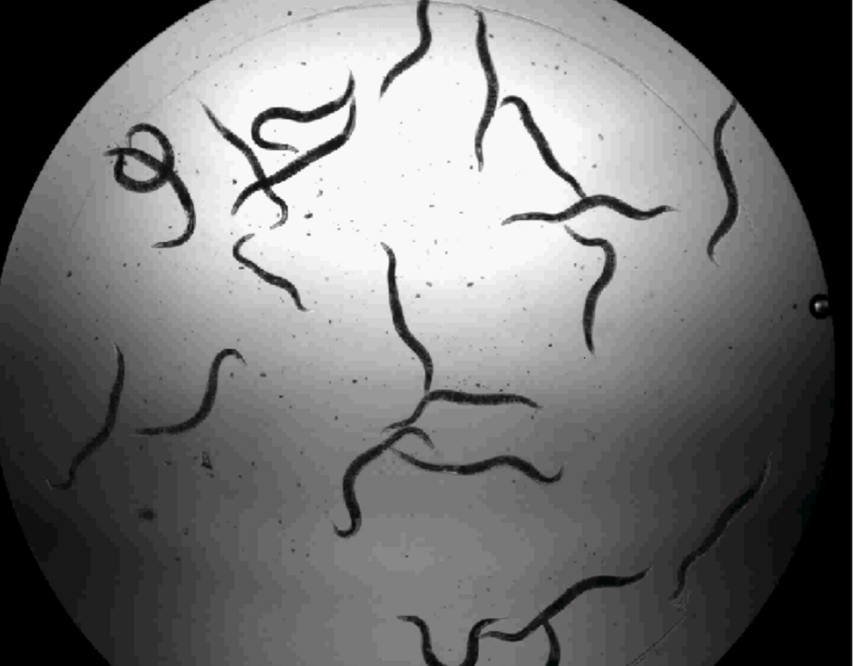 Getting funding for unconventional projects: A tale of worms on antipsychotics

