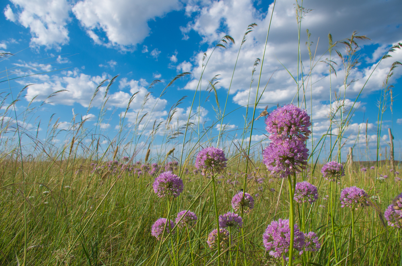 A dataset of plant and microbial community structure after long-term grazing and mowing in a semiarid steppe