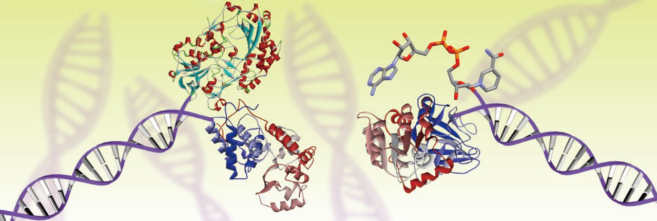 Biocatalytic cascades are driven by enzyme-modified dynamic nucleic acid networks