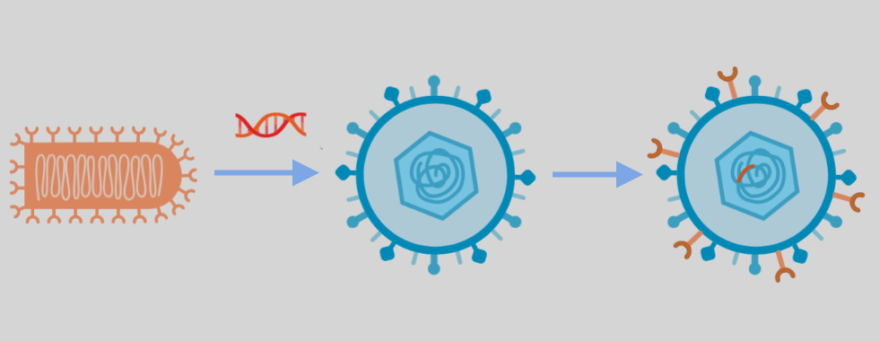 Can a herpesvirus help us fight rabies in vampire bats?