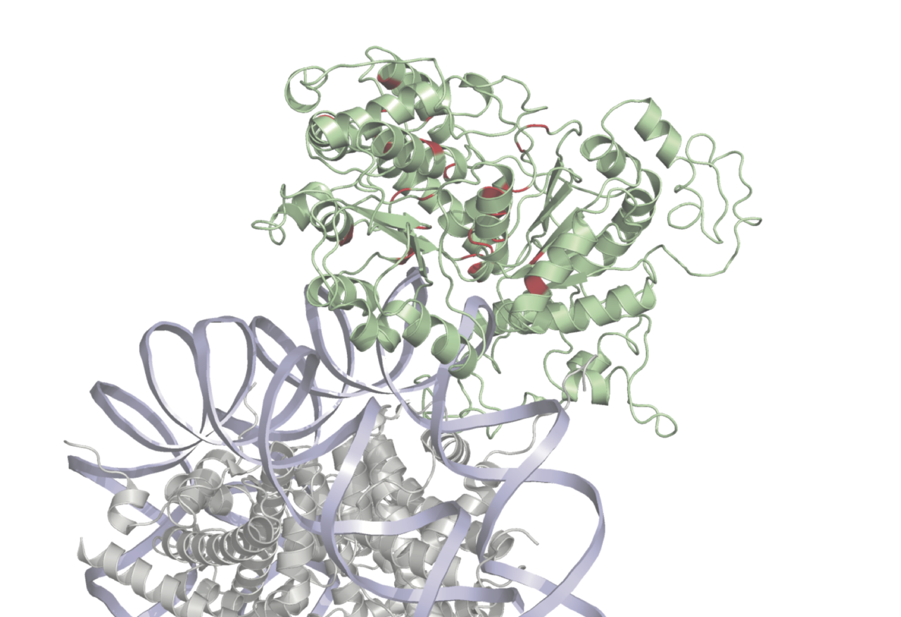 Identifying and characterizing SMARCA4 variants 