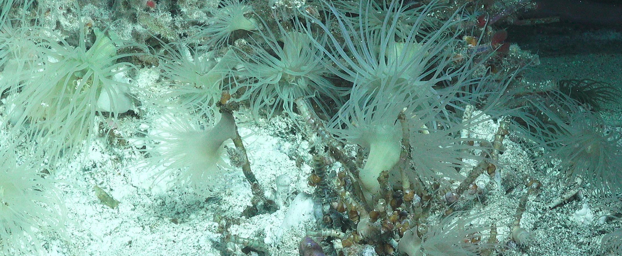 Tentacular team up: Deep partnerships between sea anemones and bacteria