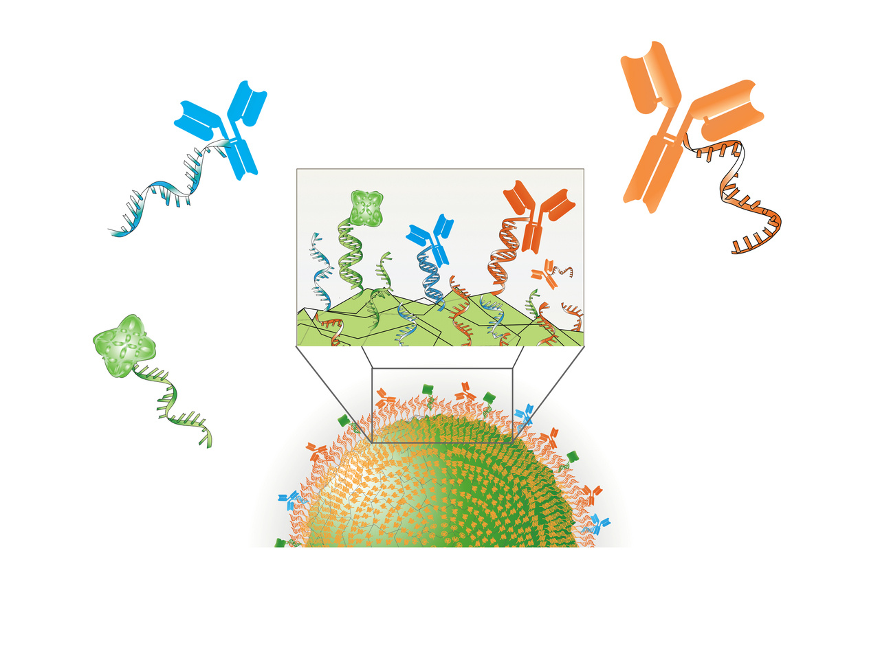 Surface DNA-scaffolds equip multifunctional biomaterials for precise immune cell modulation